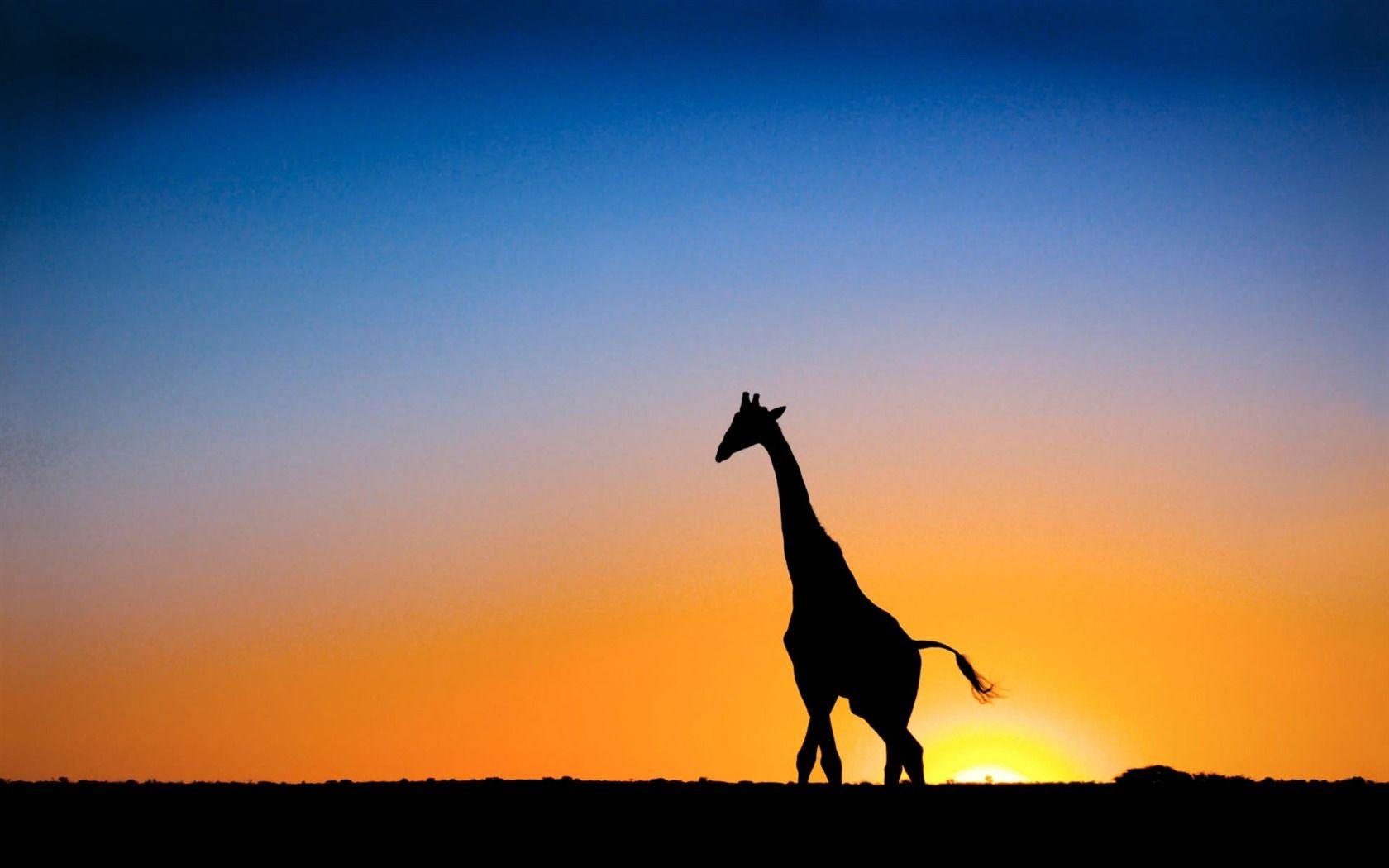 Sunset Amp Giraffe Botswana Animal Desktop Wallpaper Selected
