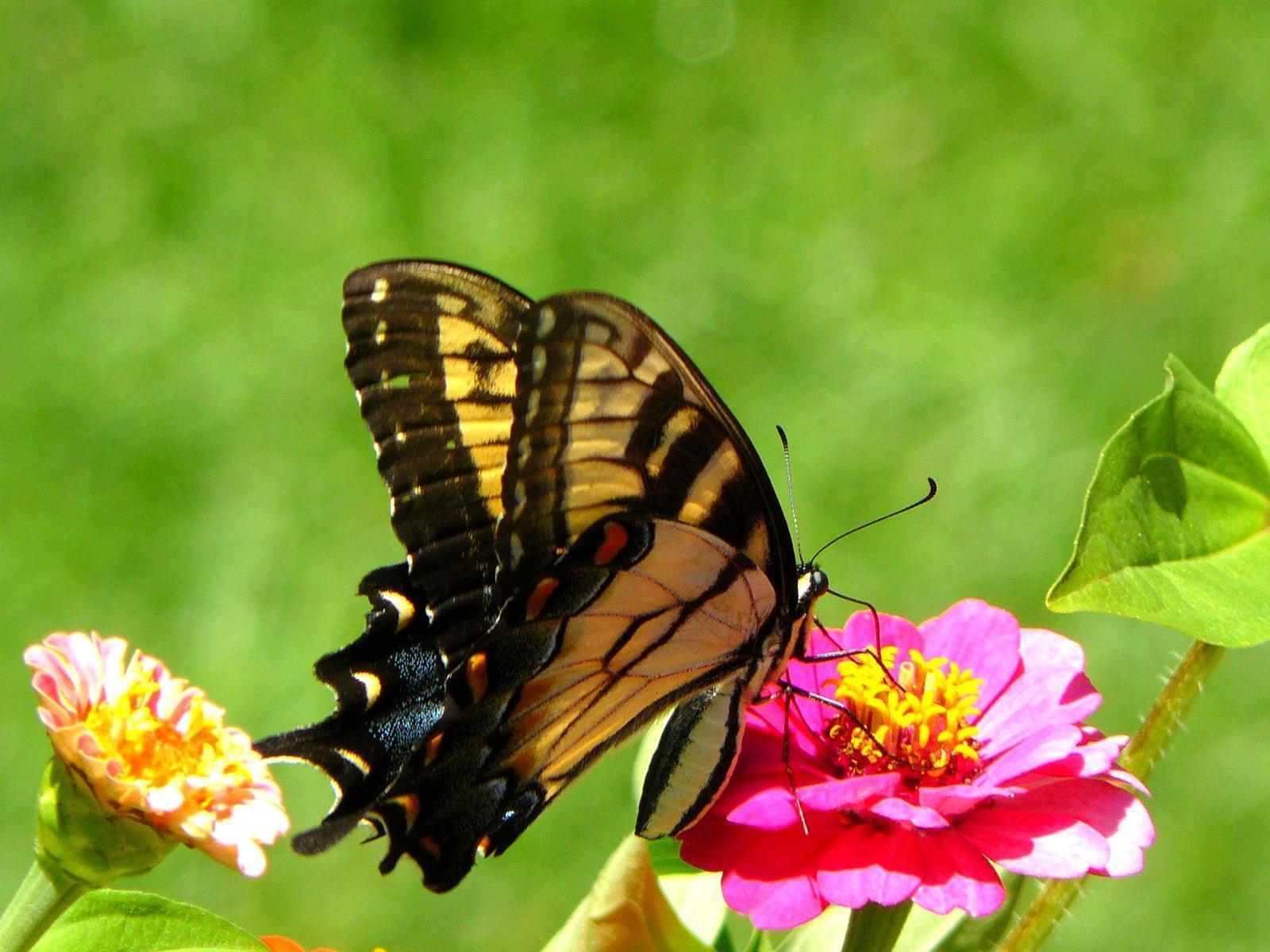 Yellow Butterfly Elegant (3340). Animal Wallpaper Osteotx.com