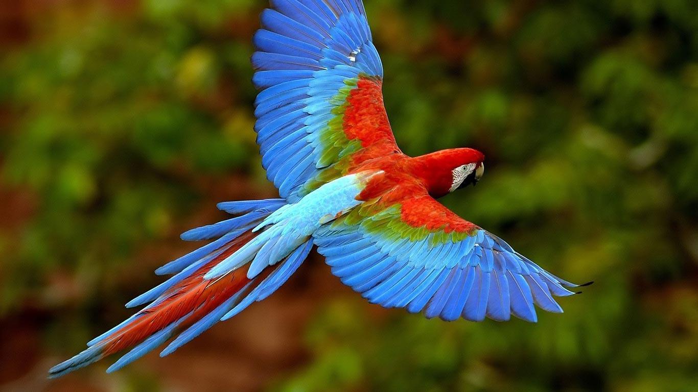 Desktop Wallpaper · Gallery · HD Notebook · African parrot