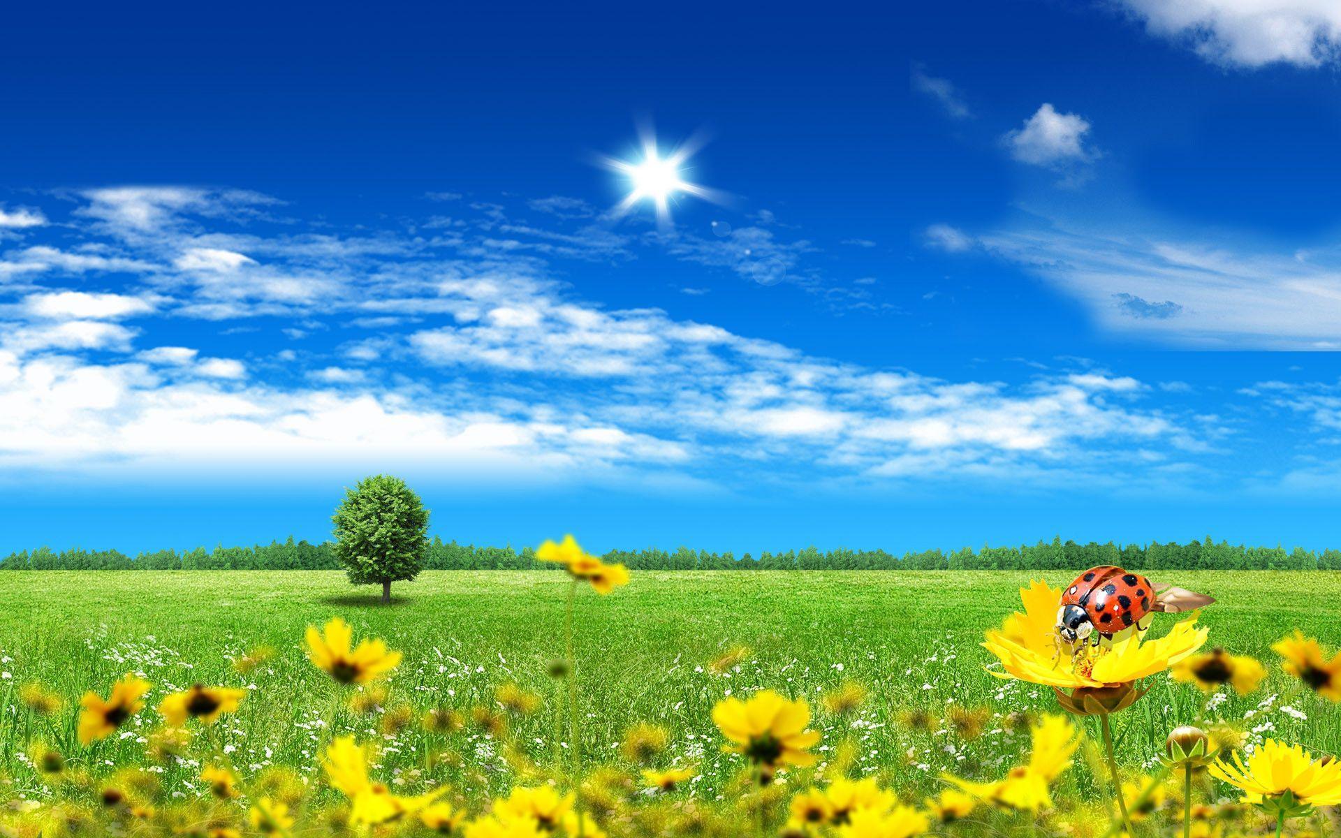 Spring Meadow Wallpapers - Wallpaper Cave