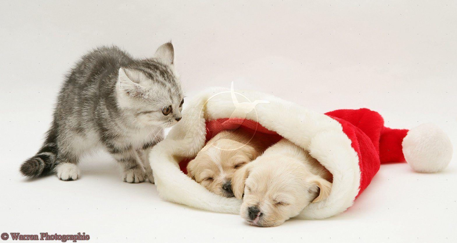 Cute Christmas Kittens And Puppies 10723 HD Wallpaper