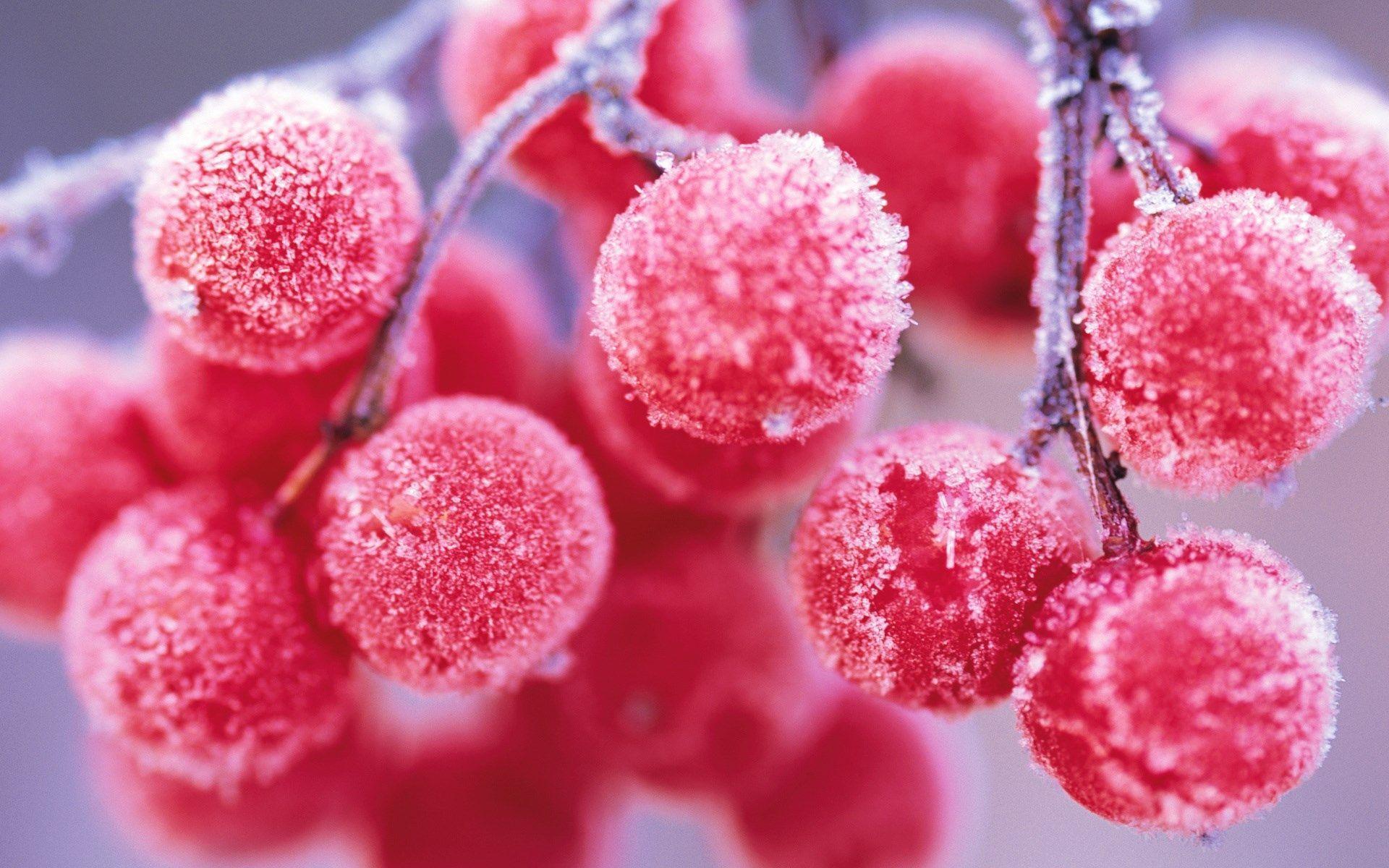 Frozen Red Berries Winter Nature HD Wallpaper