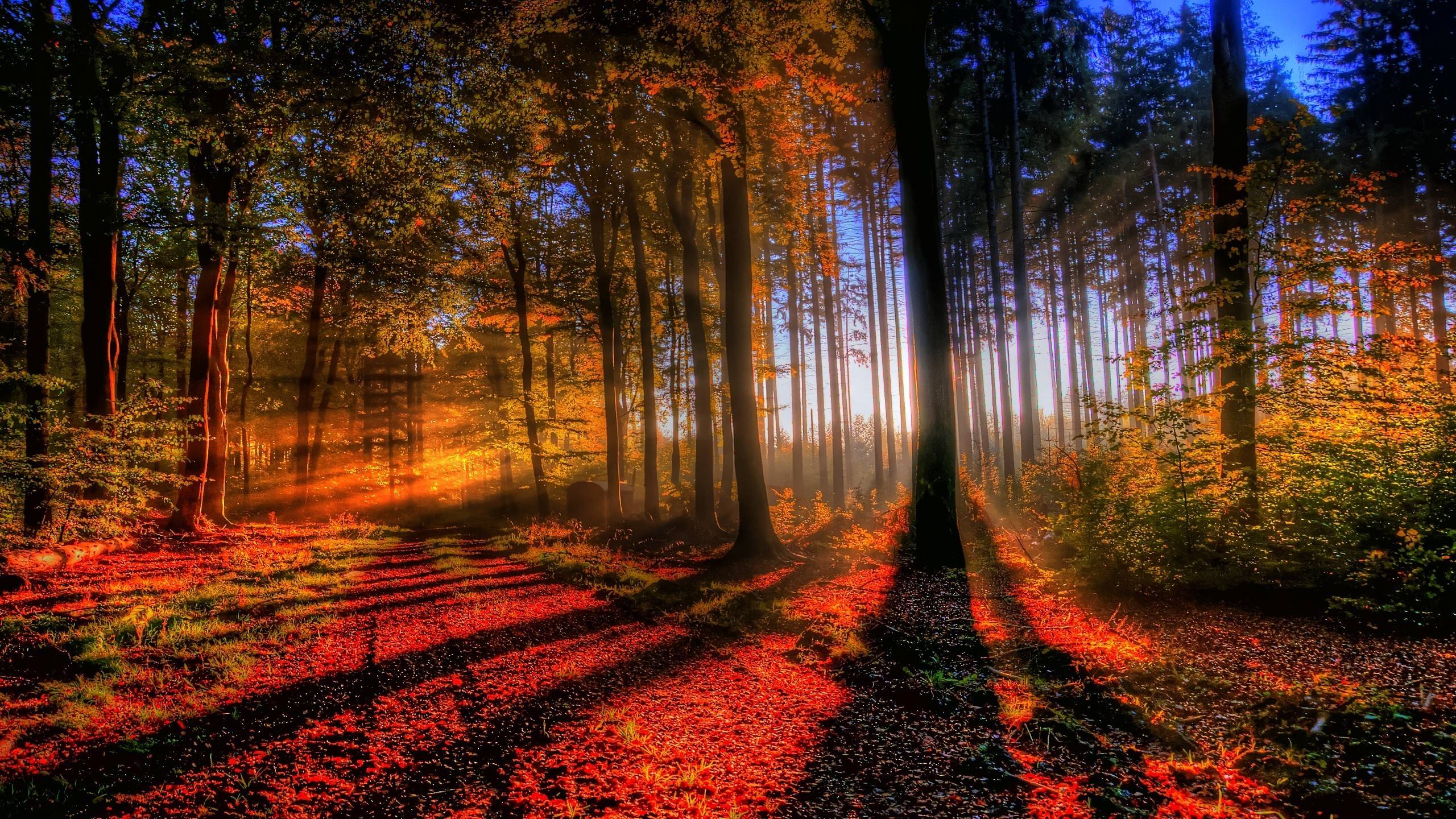 Beauty Fall Season Forest