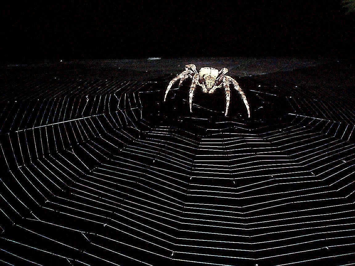 Black Widow Spider Wallpaper 1645 Full HD Wallpaper Desktop