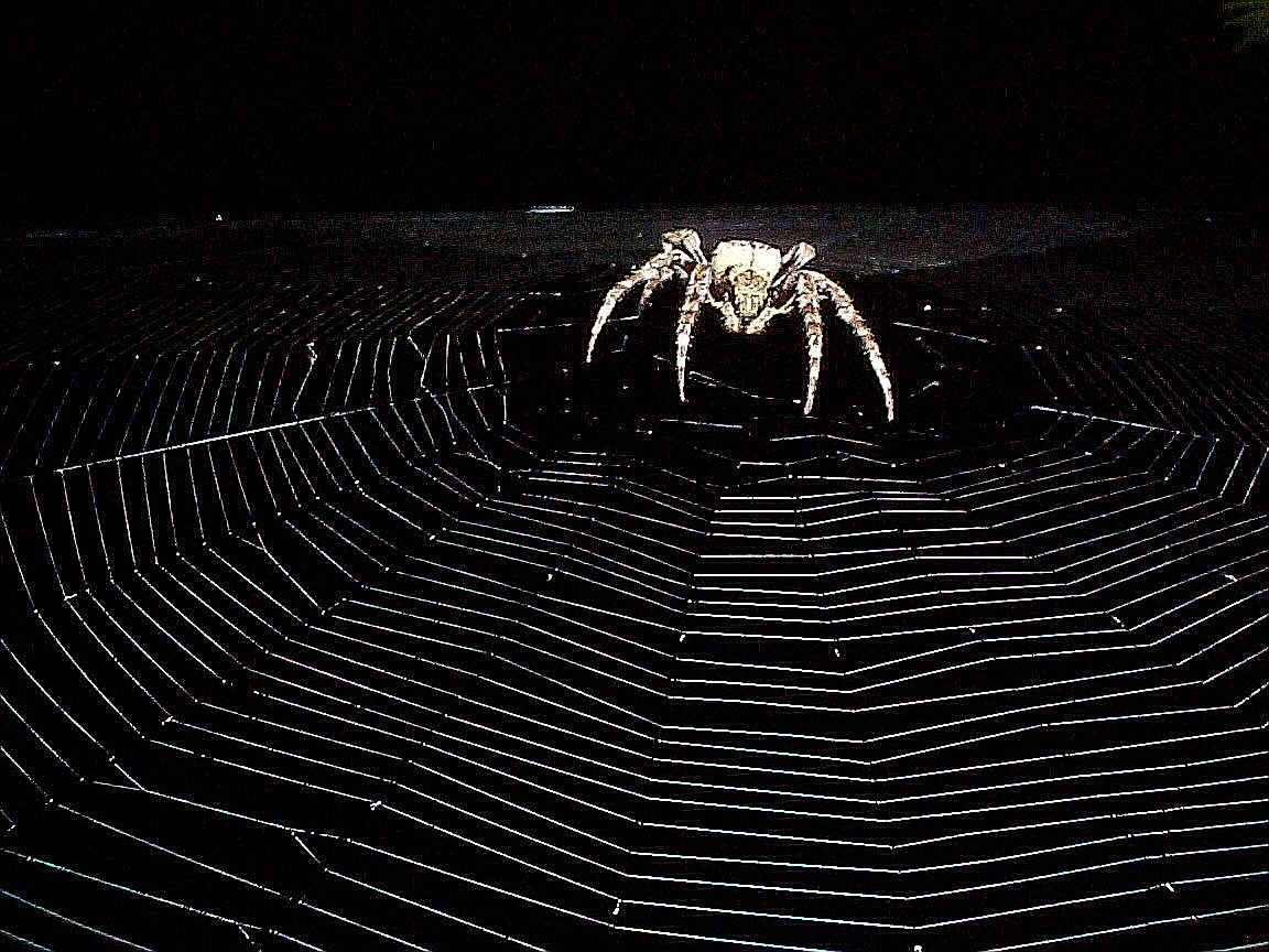 Free Spider Wallpapers - Wallpaper Cave