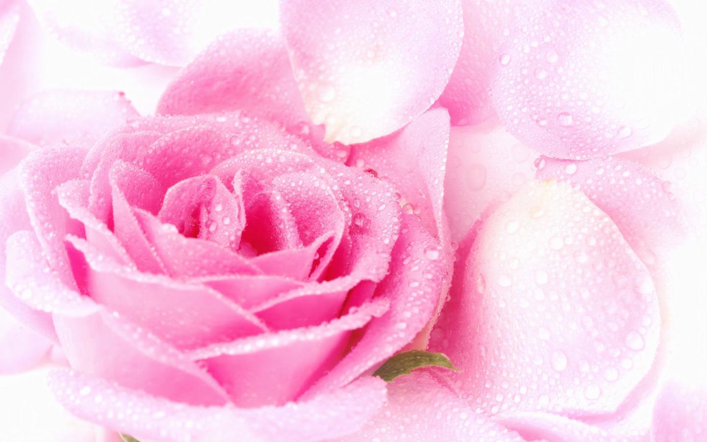 Pretty Pink Roses Wallpaper (Color) Photo
