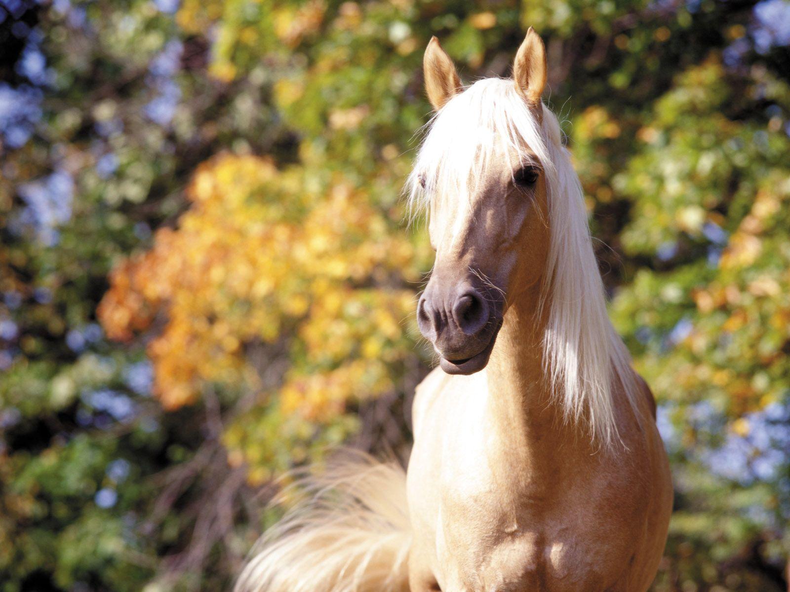 Wild Horse Free Desktop Background # 21 (7064) Animal
