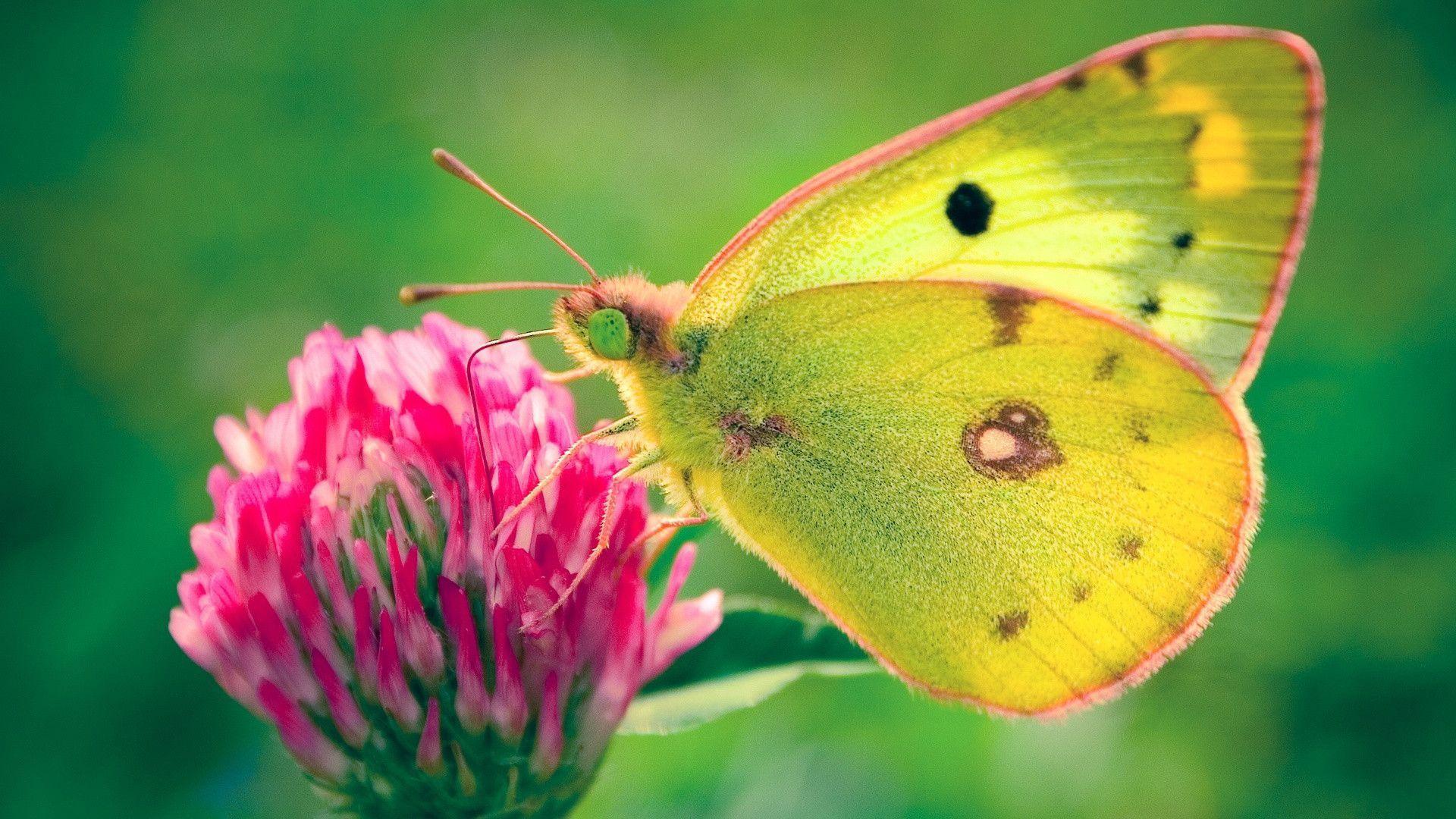 Colias hyale Butterfly Wallpaper