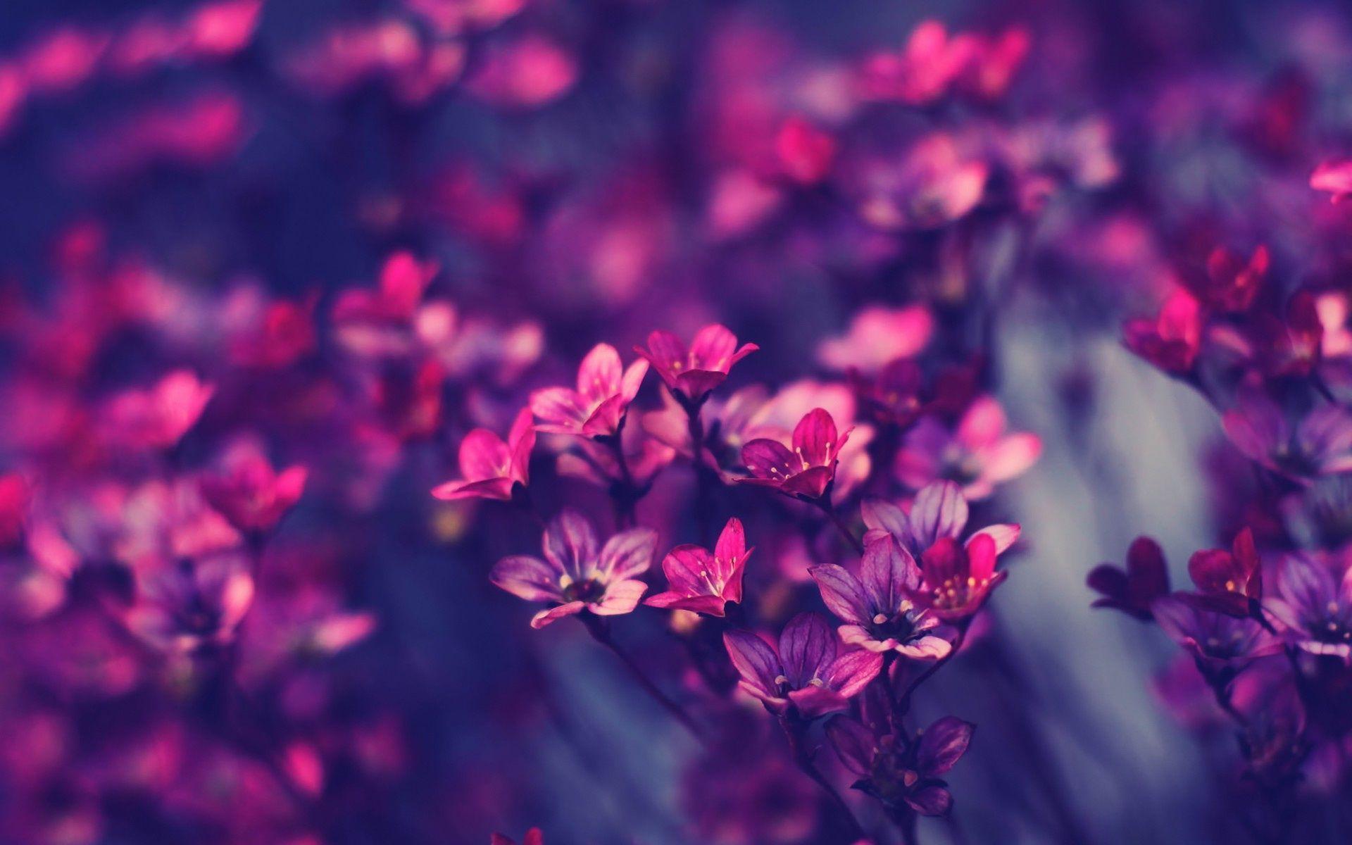 Wallpaper For > Dark Purple Flowers Wallpaper