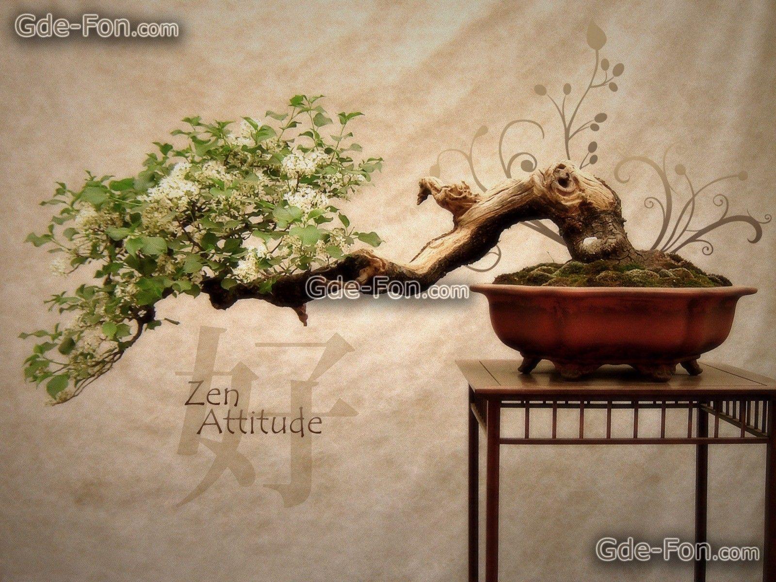 Download wallpaper Bonsai, Japan, tree, Flowers free desktop