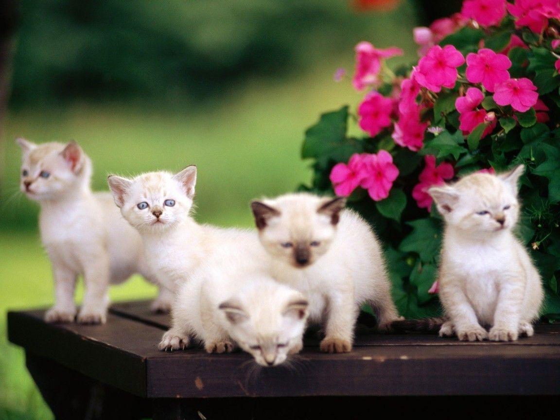 Cute Siamese Cats Wallpaper. Cats Wallpaper HD