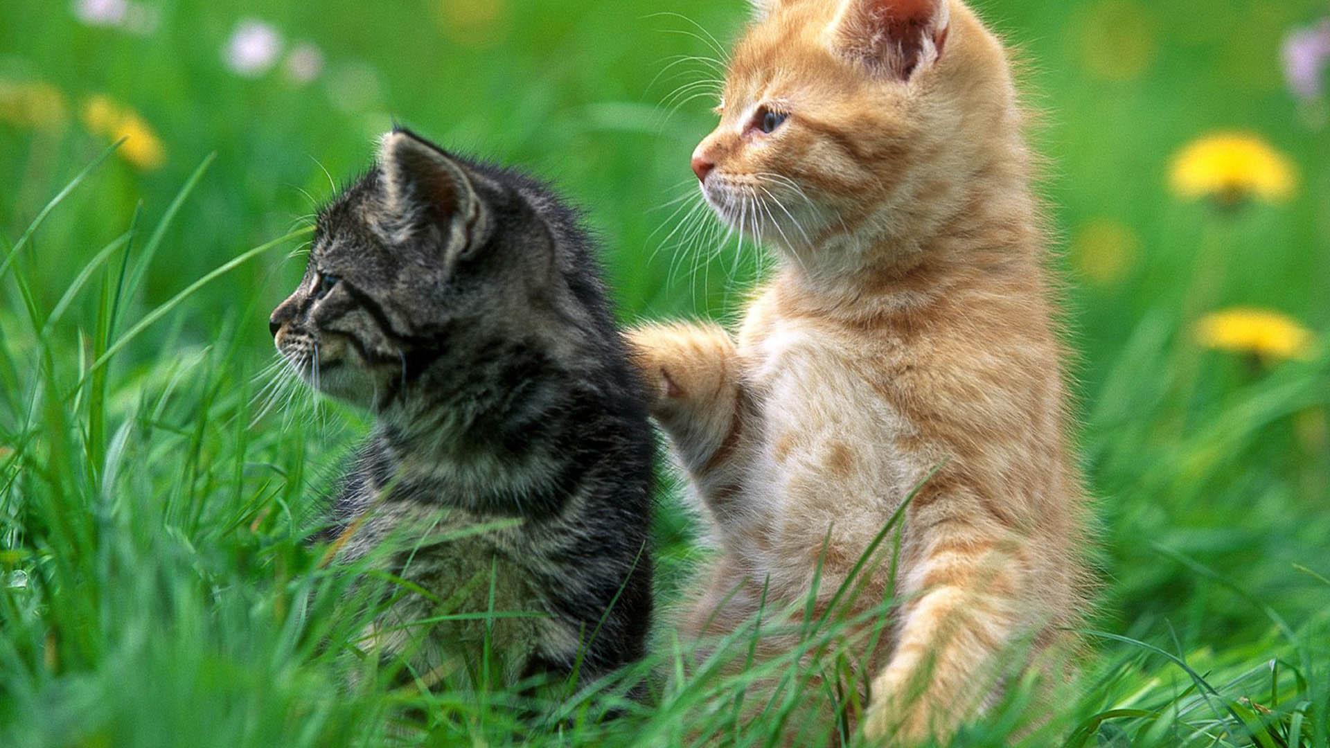 Kittens And Cats wallpaper