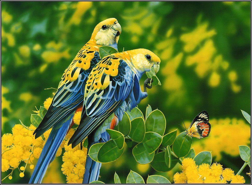 lovebirds wallpaper