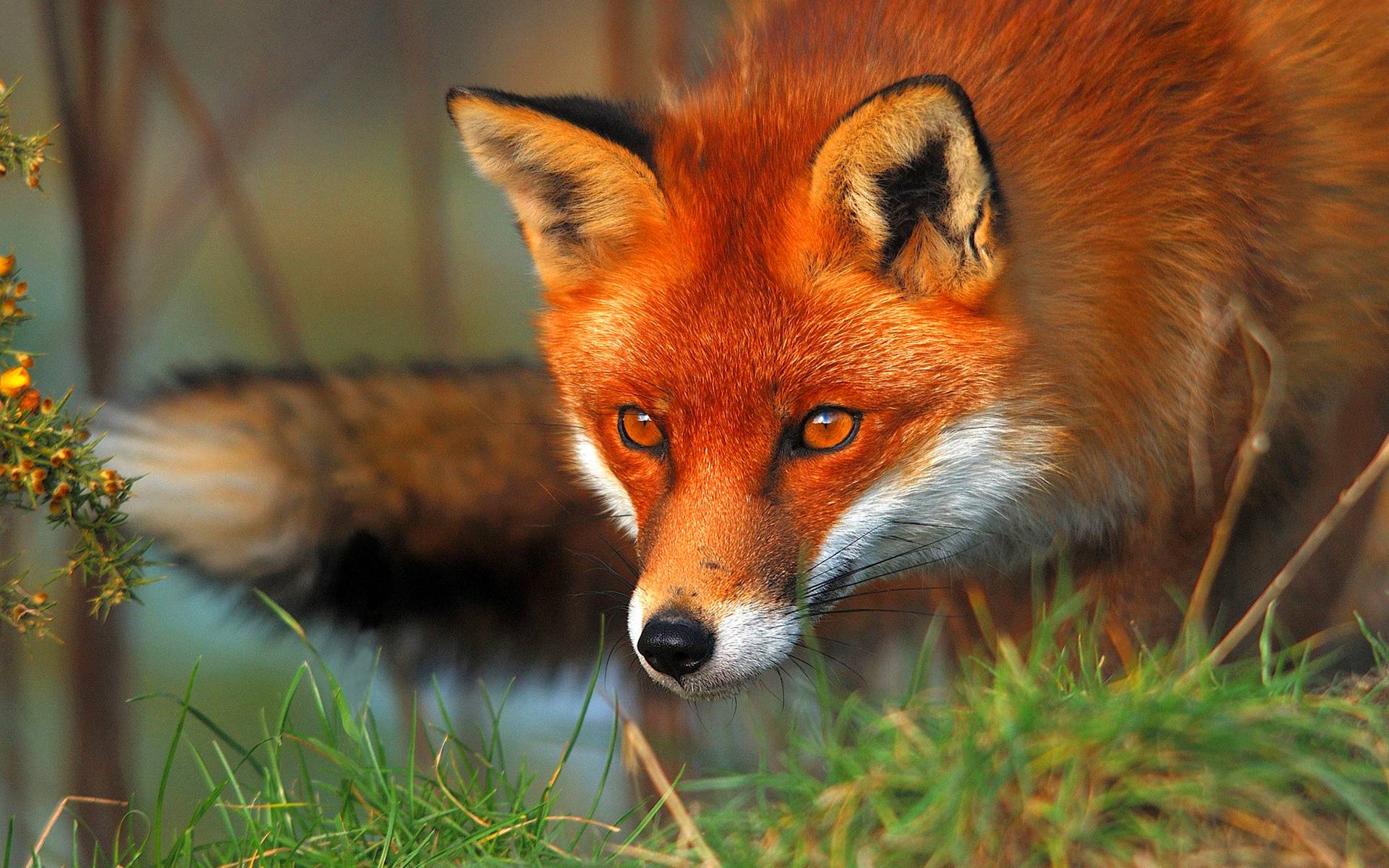Red fox eyes Wallpaper