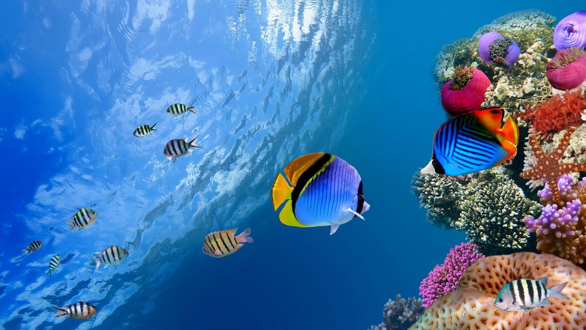 Pix For > Underwater Ocean Scenes Wallpaper