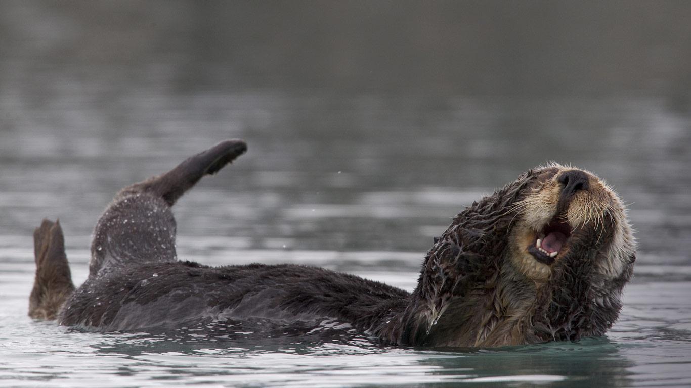 Alaska Sea Otter. Desktop Wallpaper HD in High Resolution Free