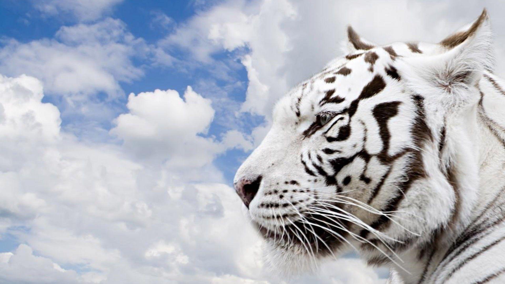 White Tiger Wallpaper HD 1080p Wallpaper