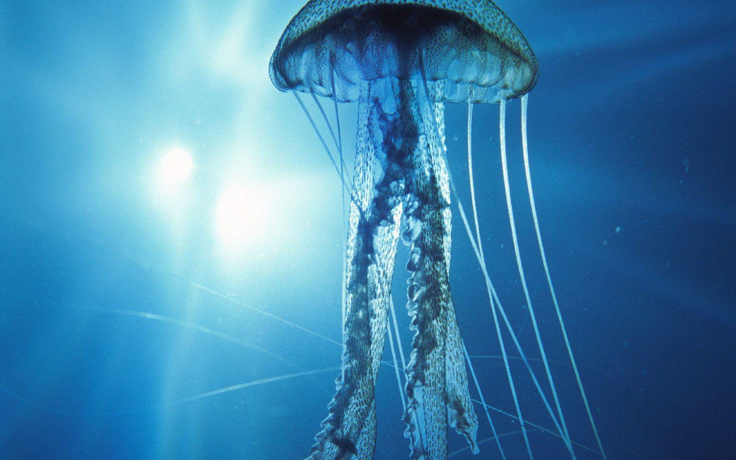 Pin Jellyfish Wallpaper