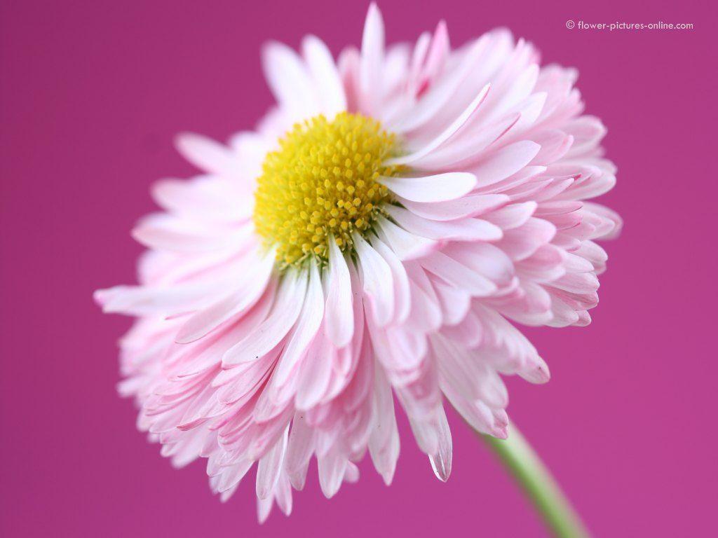 Pink Flower Wallpaper. Feathered Pink