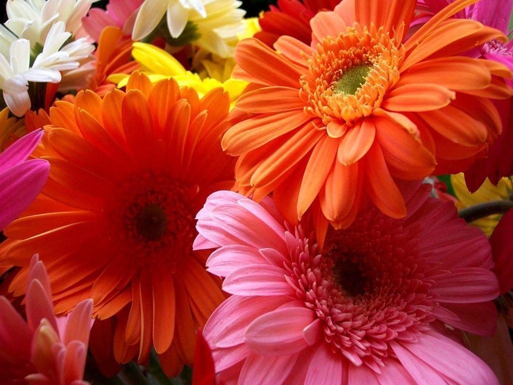 Colorful Gerber Daisy Wallpaper Image & Picture