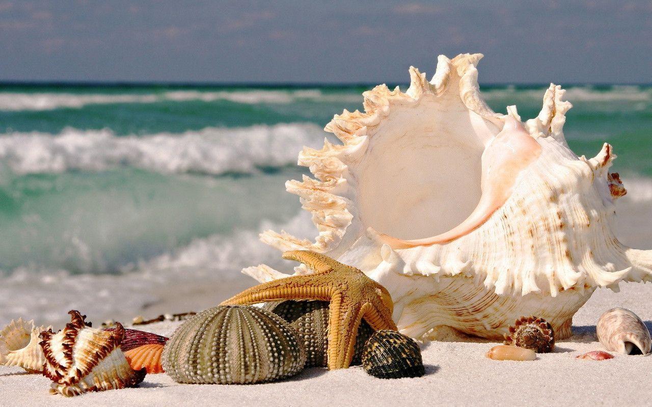 Beach seashells Wallpaper