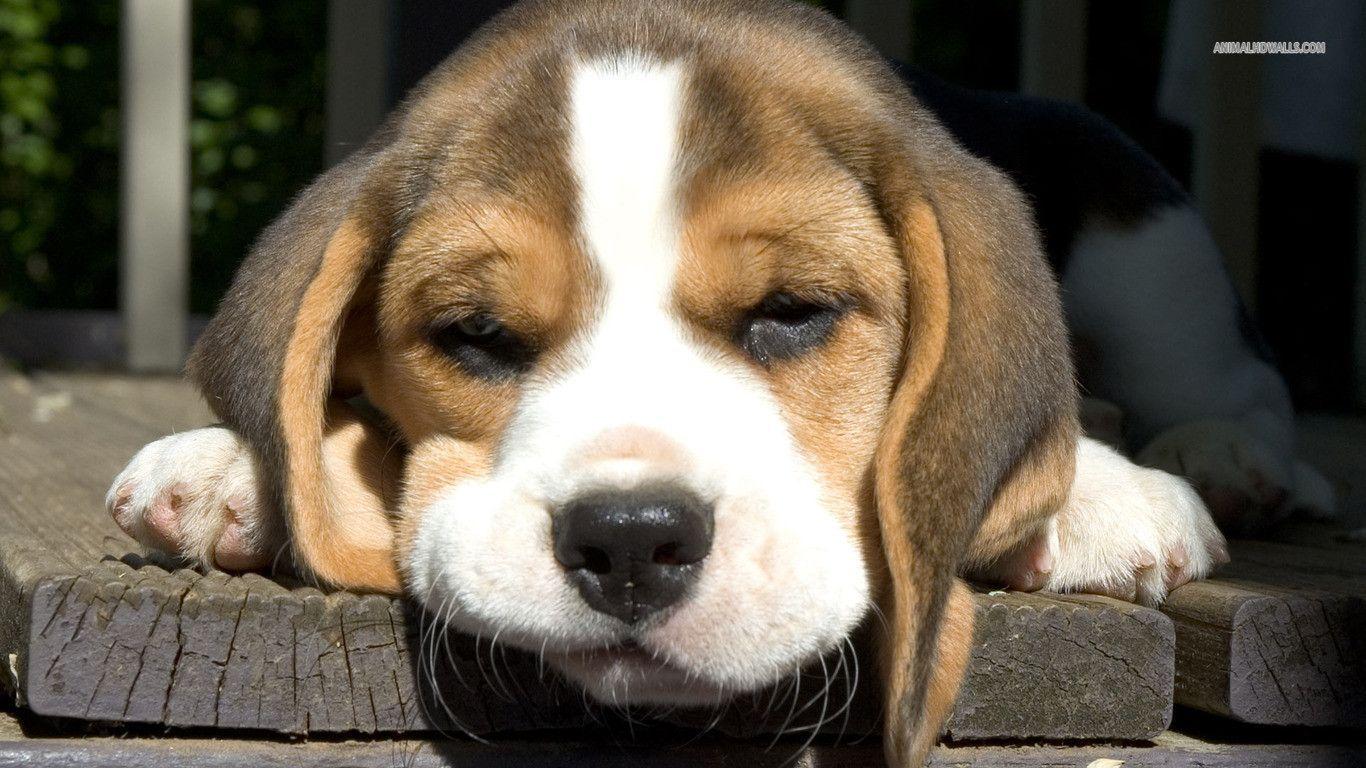 Beagle puppy wallpaper #