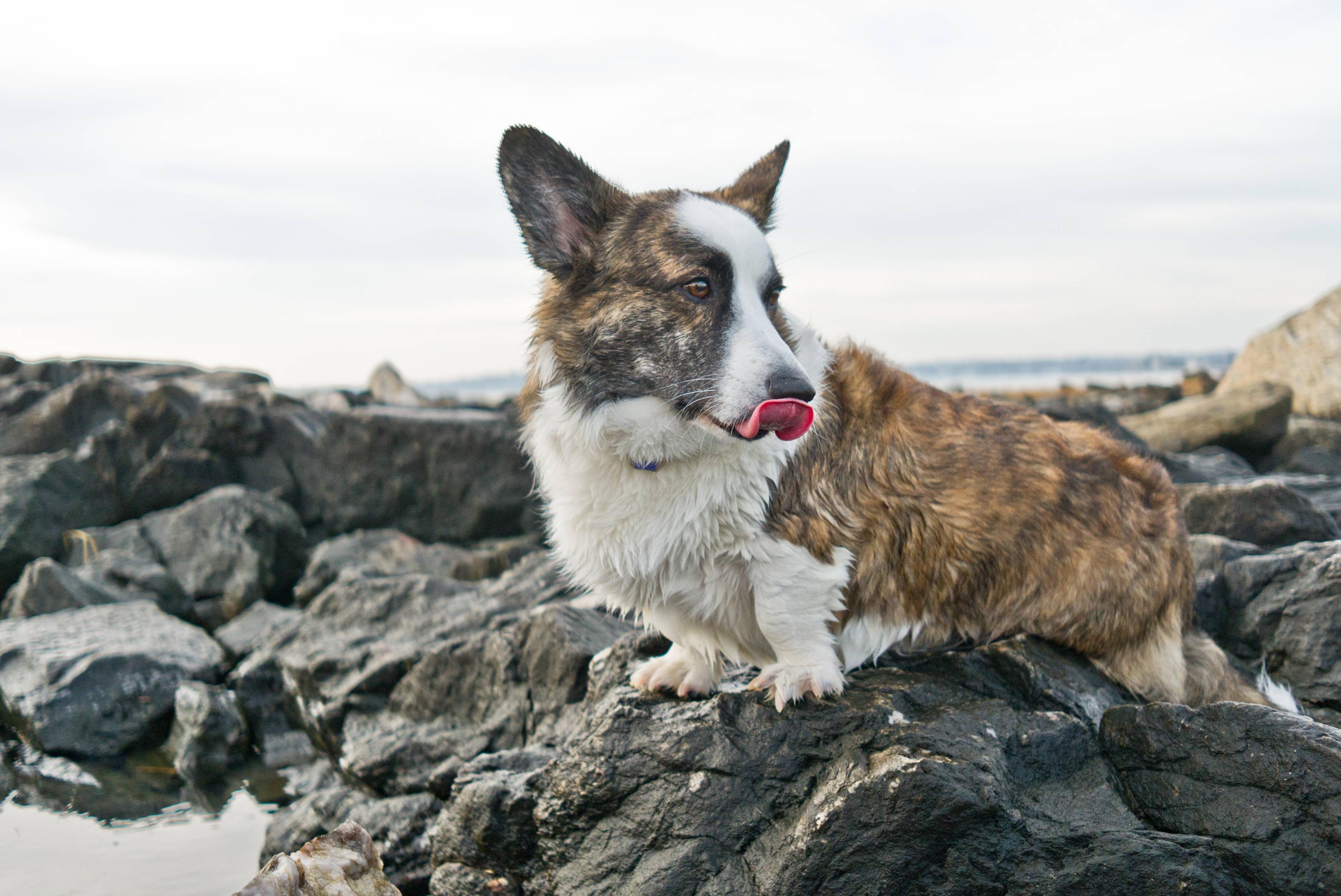 Welsh Corgi Cardigan dog on the rock photo and wallpaper