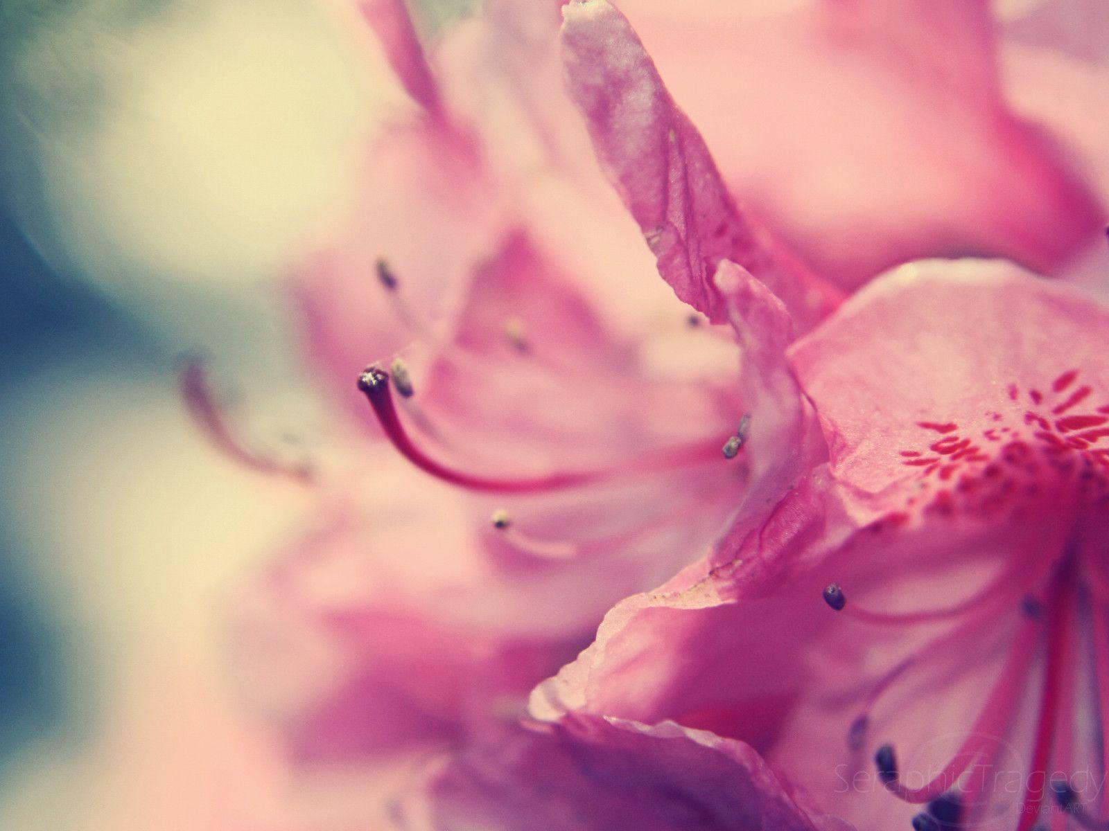 pink flowers wallpaper Search Engine