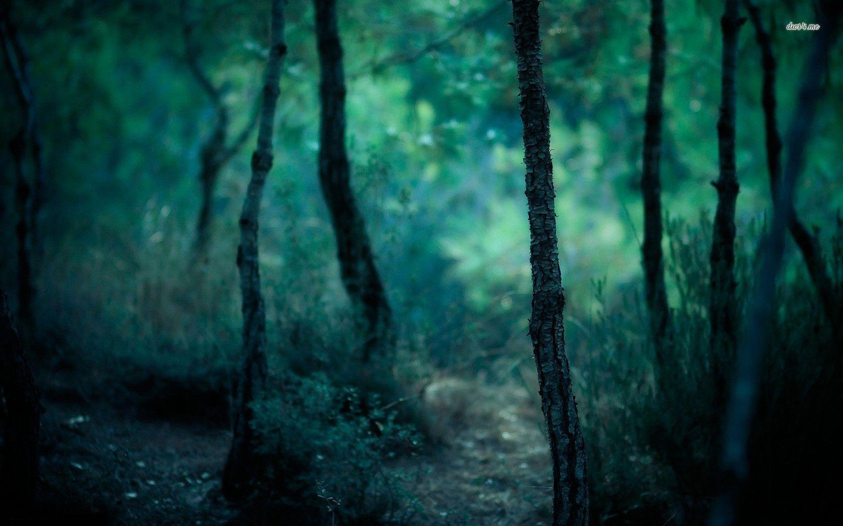 Wallpaper For > Dark Forest Wallpaper