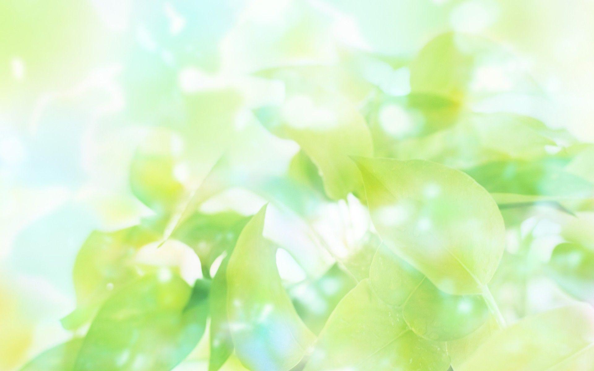 Bright Leaves HD Widescreen Desktop Wallpaper. HD Wallpaper Source
