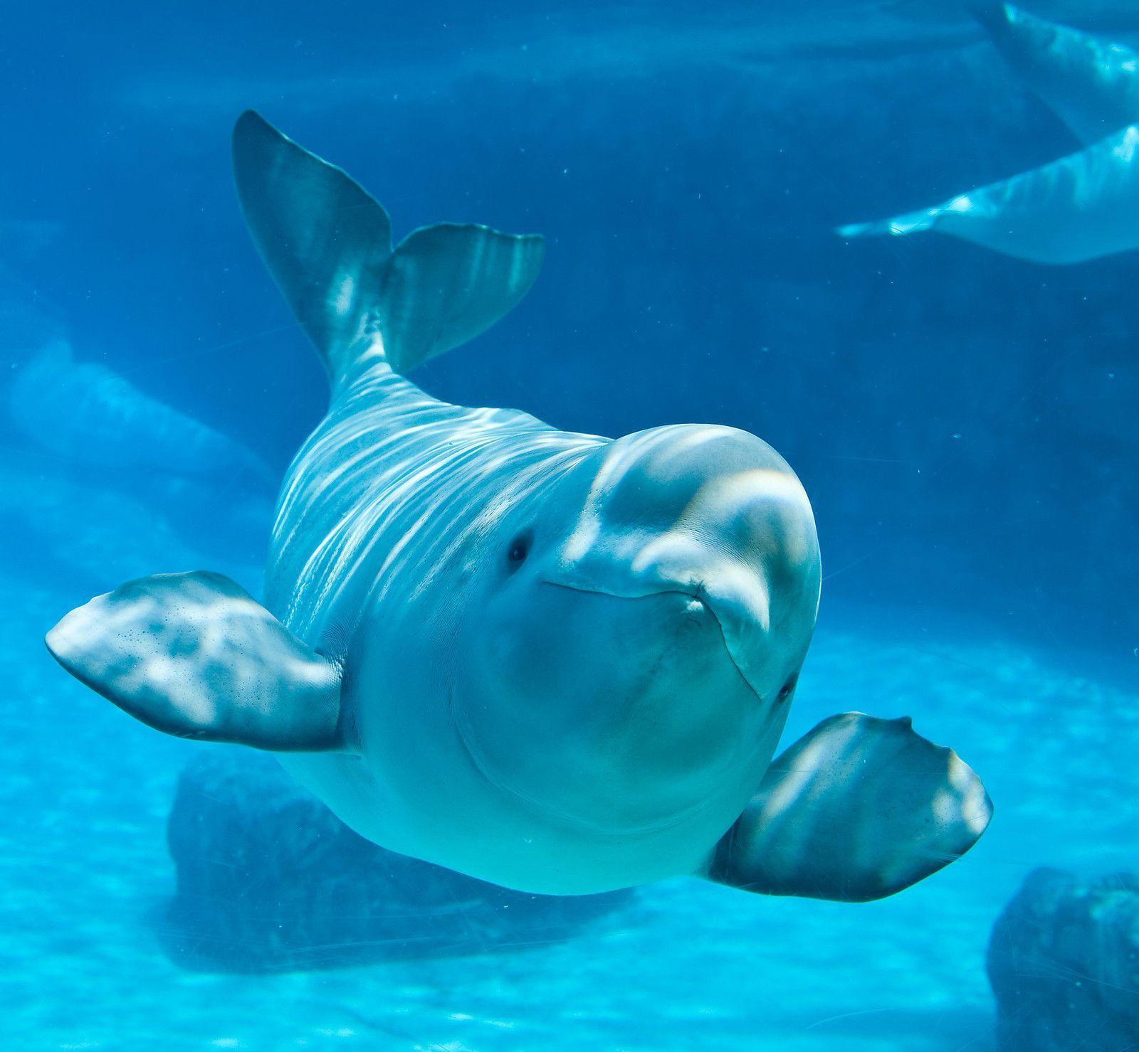 Beluga Whale Wallpapers Wallpaper Cave
