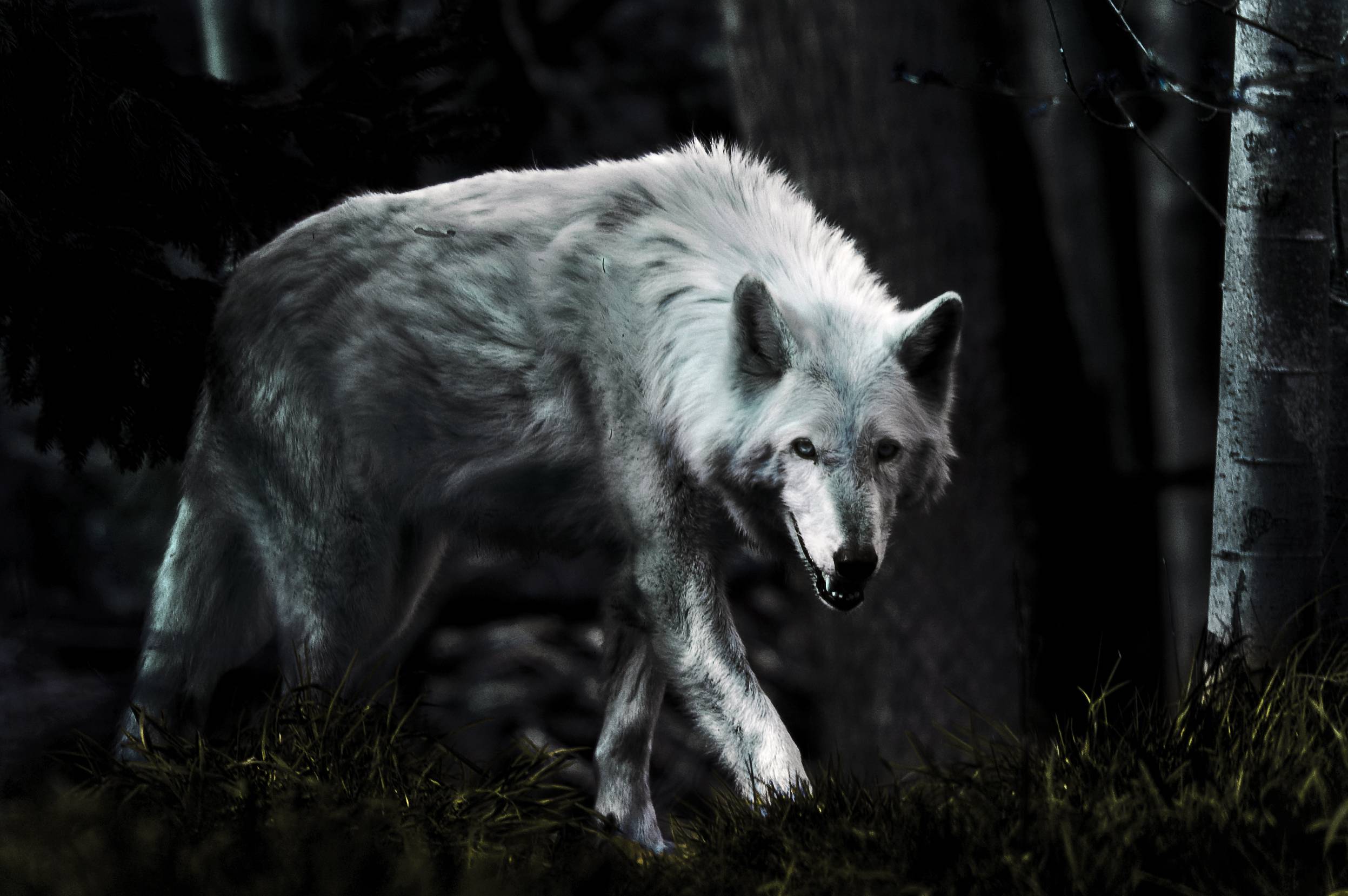 Dark Wolf Wallpapers - Wallpaper Cave