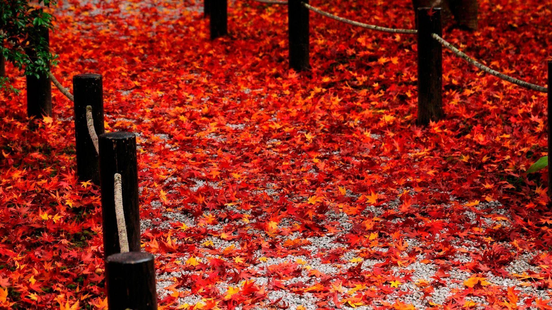 Red Fallen Leaves Of The Road Enkoji Temple Autumn Wallpaper