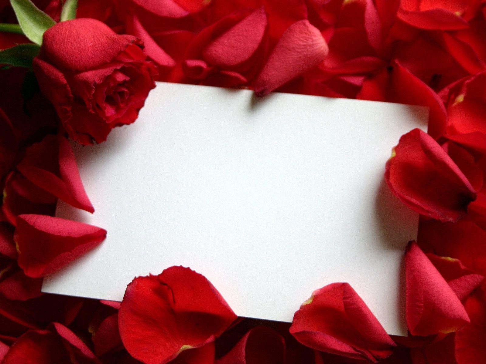 Empty Paper and Red Rose Petals Free and Wallpaper