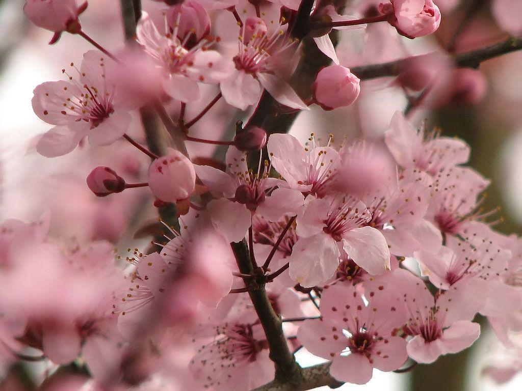 Desktop Nature Wallpaper. Cherry Blossoms Desktop Background