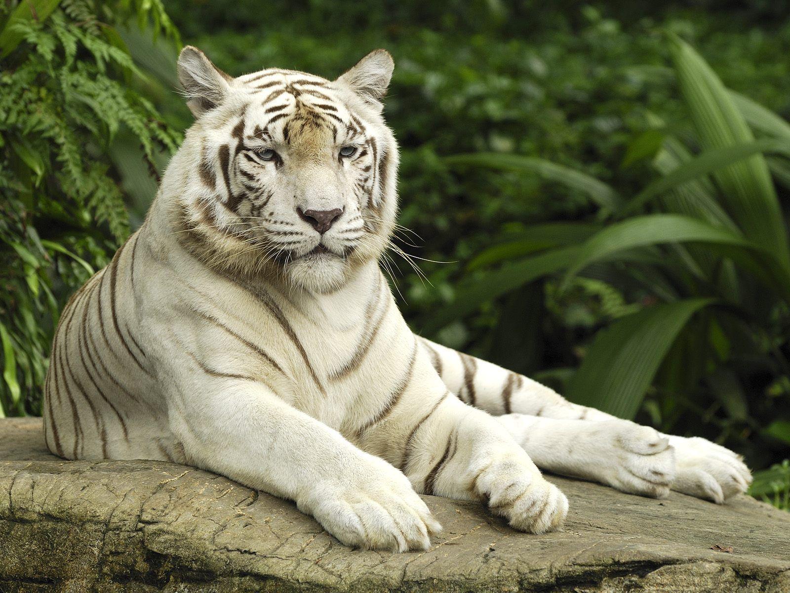 Desktop HD white tigers wallpaper free download