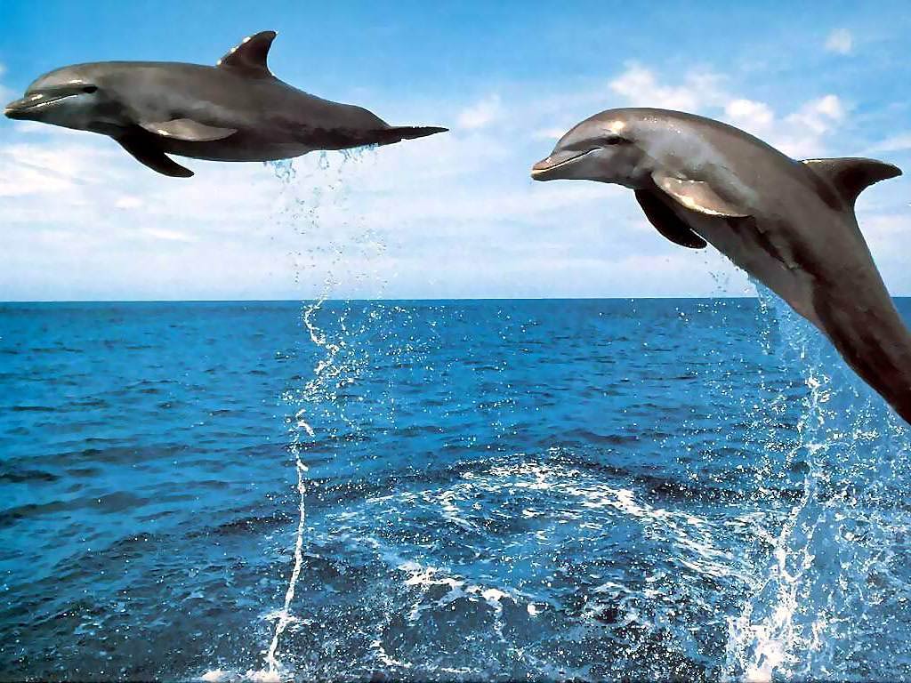 3D Jumping Dolphin Wallpaper Wallpaper Inn