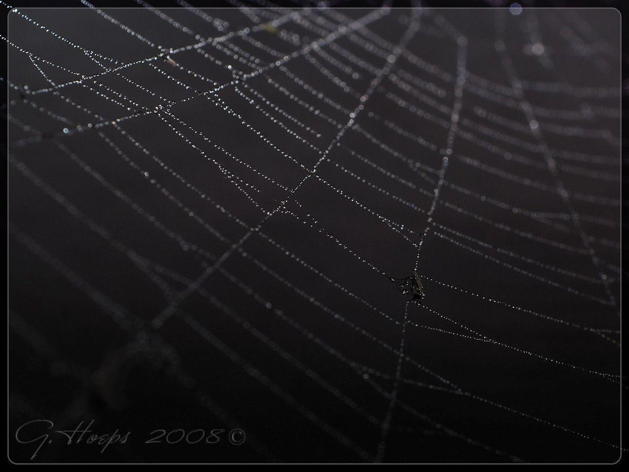 wet spiderweb wp