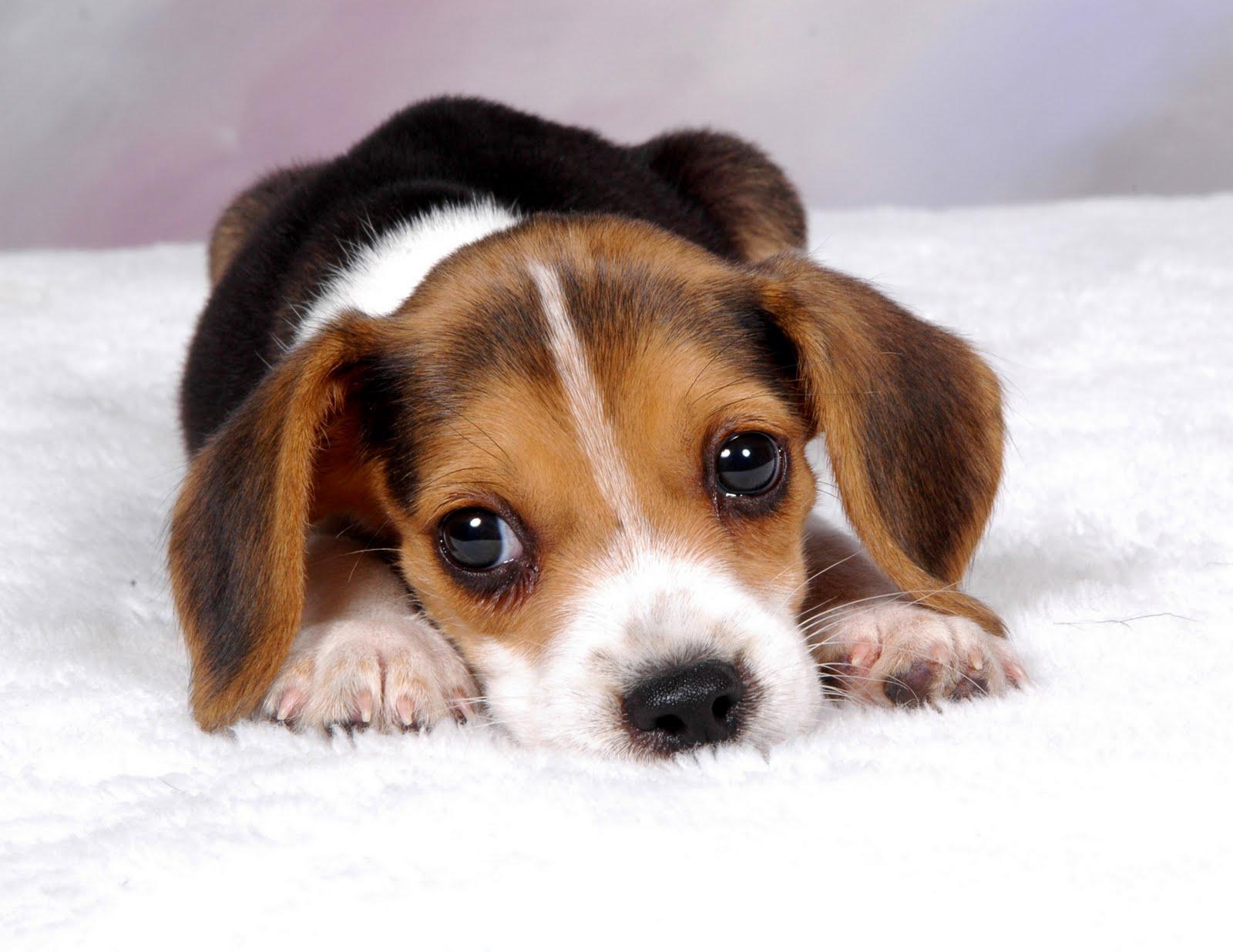 Wallpaper For > Beagle Puppy Wallpaper