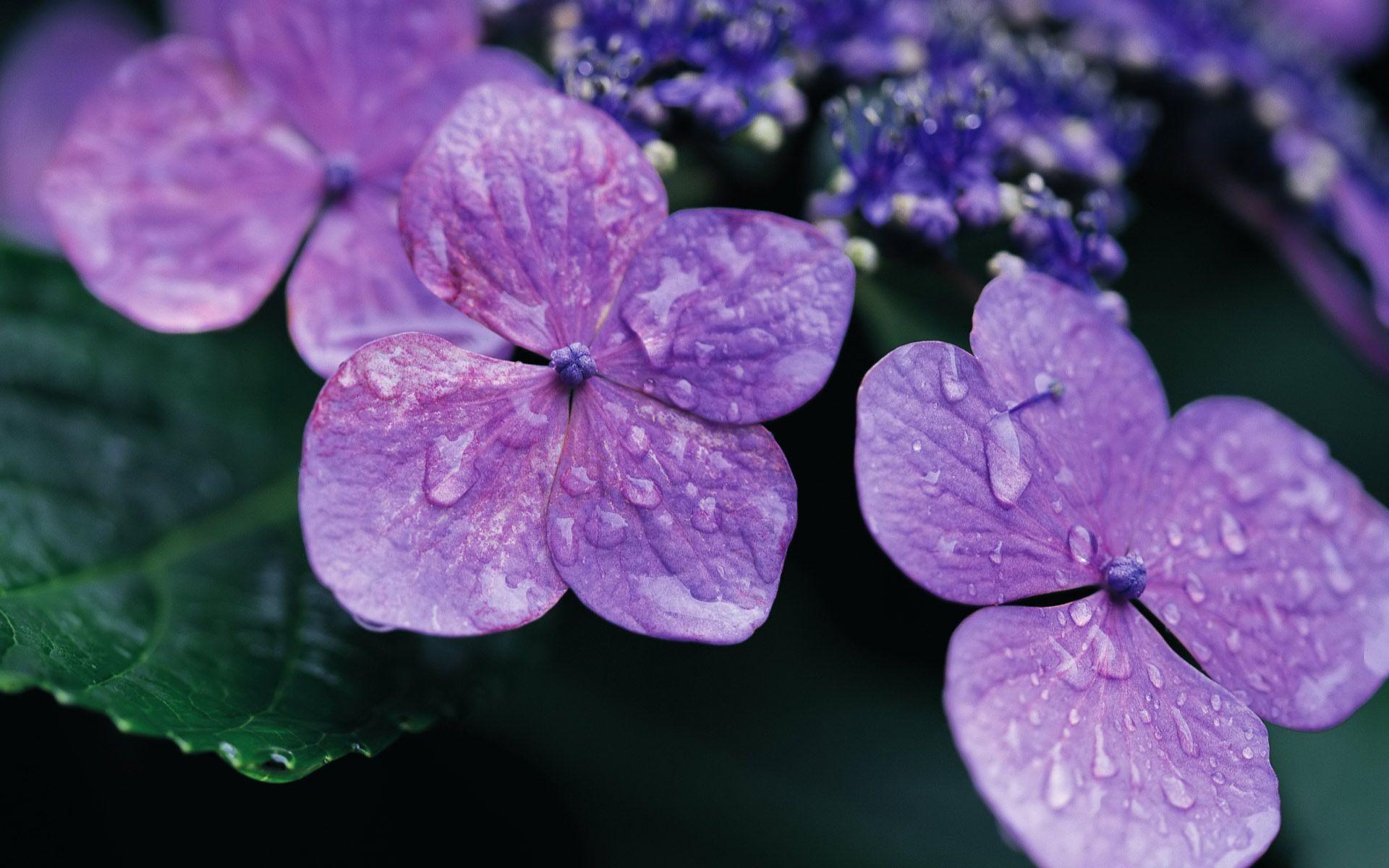 Desktop Wallpaper · Gallery · Nature · Lilac Hydrangea Flower