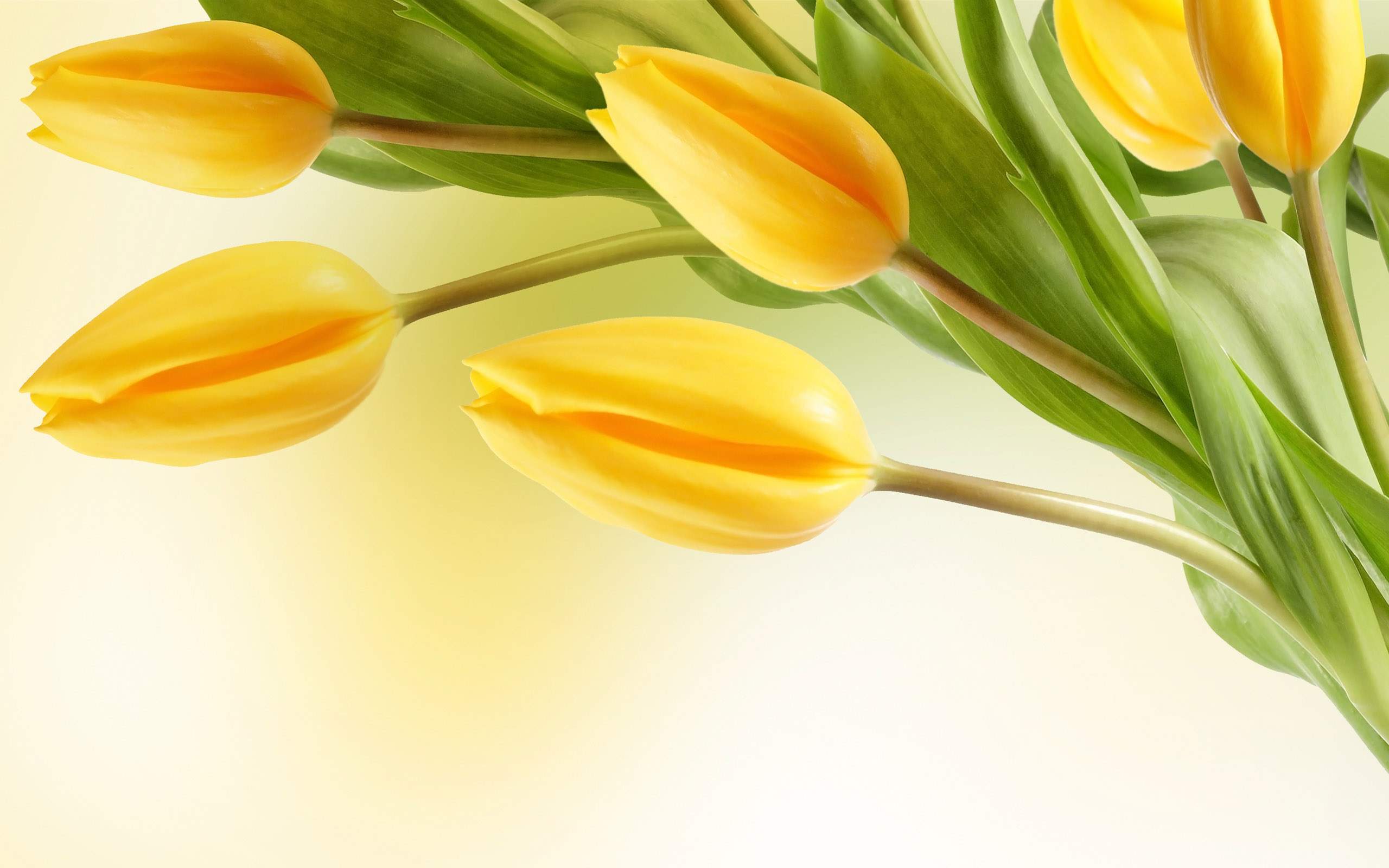 Yellow Tulip Flower Wallpaper