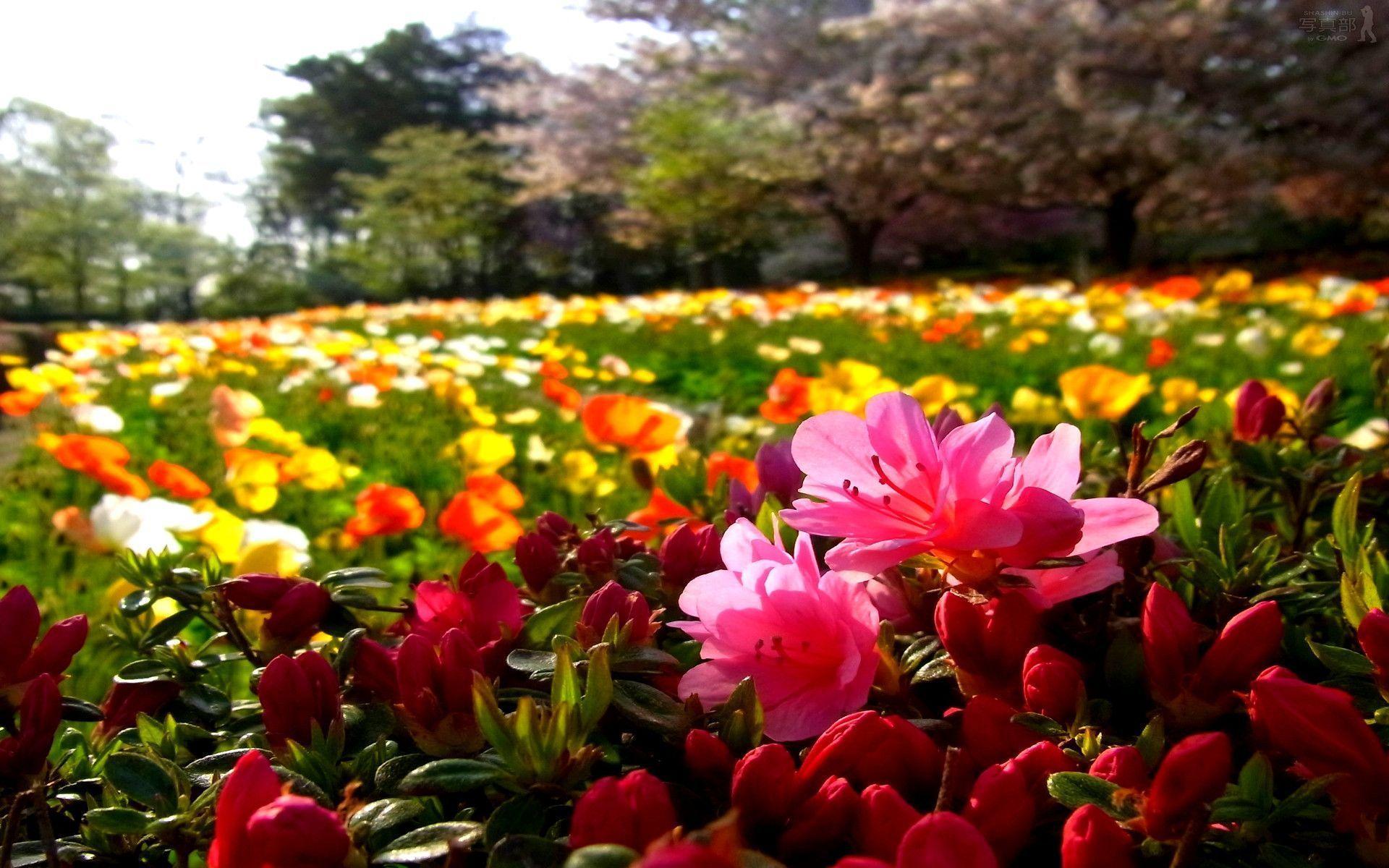 Flowers For > Field Of Flowers
