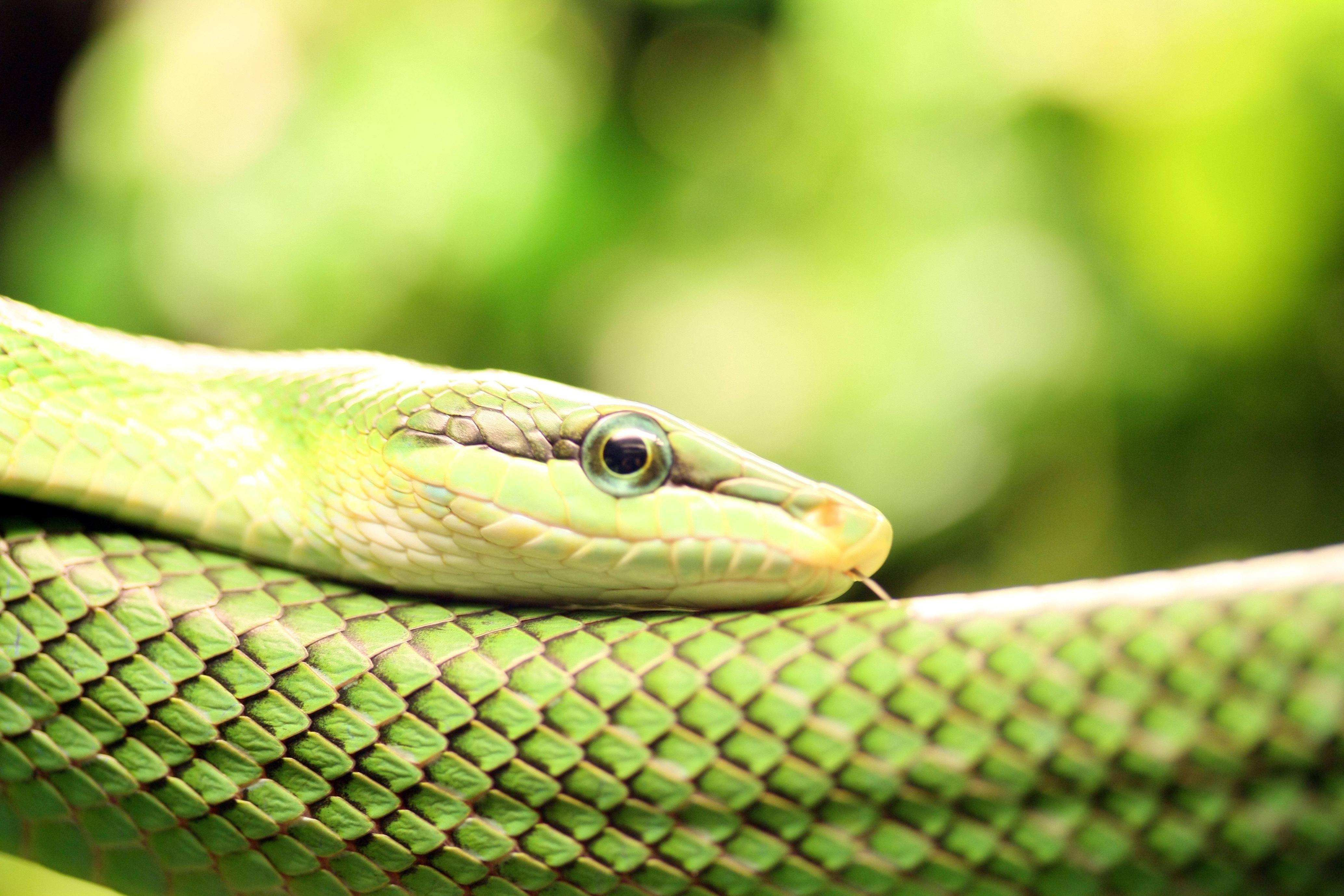 Smooth Green Snake Wallpaper. Smooth Green Snake Background