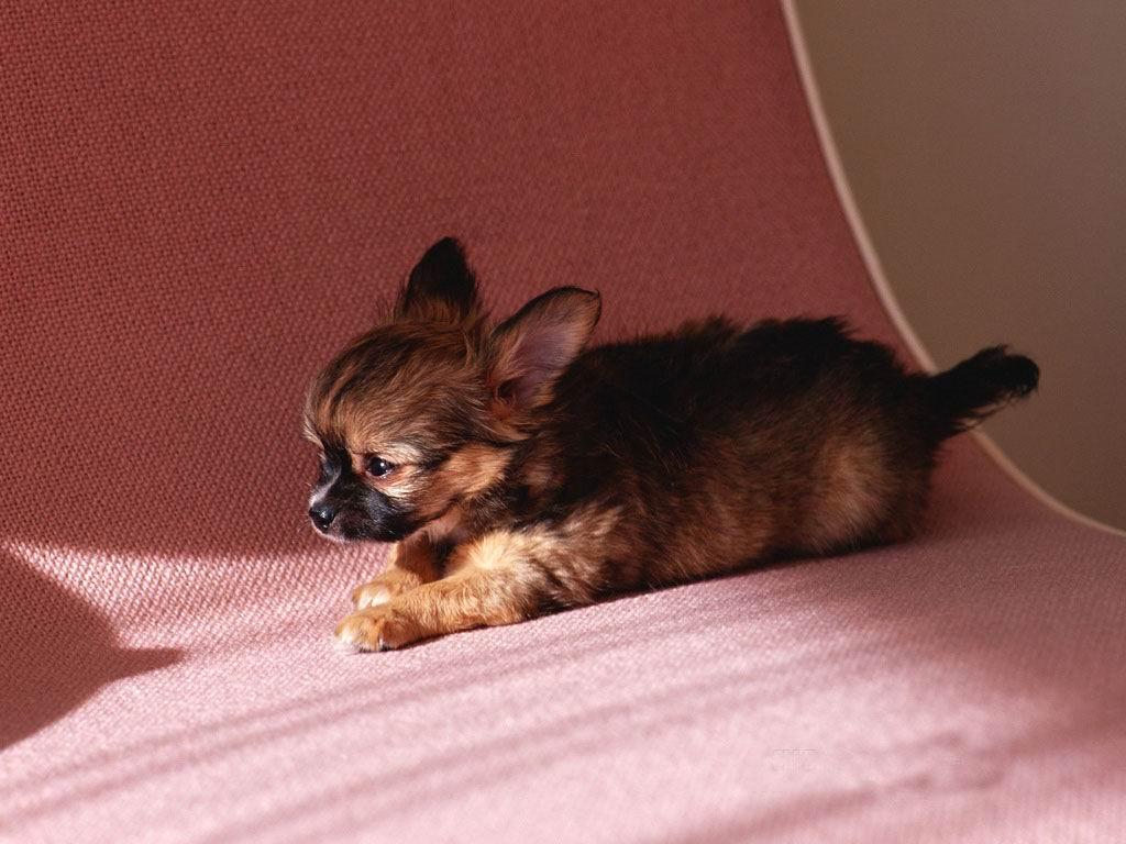 image For > Cute Chihuahua Wallpaper