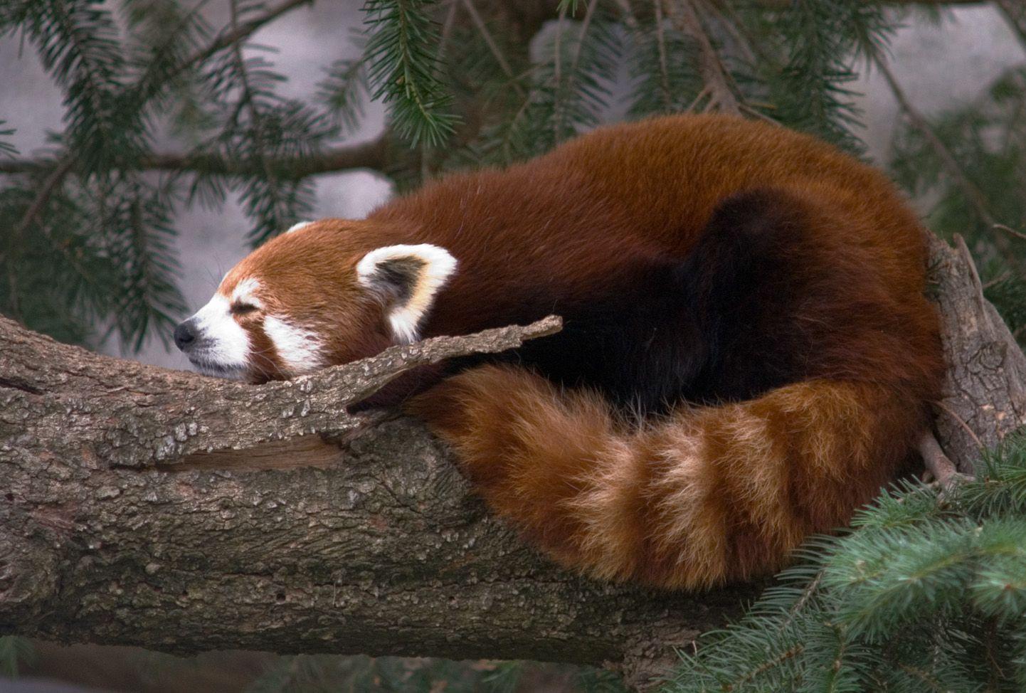 Animals For > Sleeping Red Panda Wallpaper