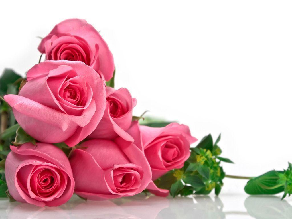 Pc Wallpaper Pink Flowers Roses And Top Wallpaper, HQ Background