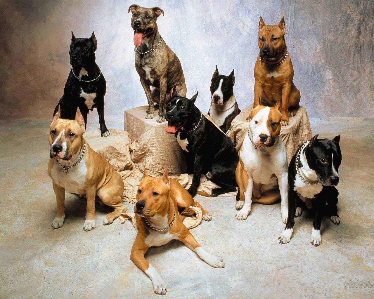 HD Wallpaper: Pitbull Dog Wallpaper