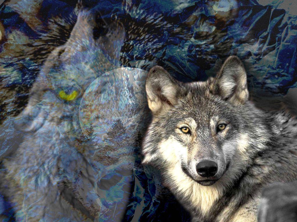 Free Wolf Wallpaper 646 HD Picture. Top Wallpaper Desktop