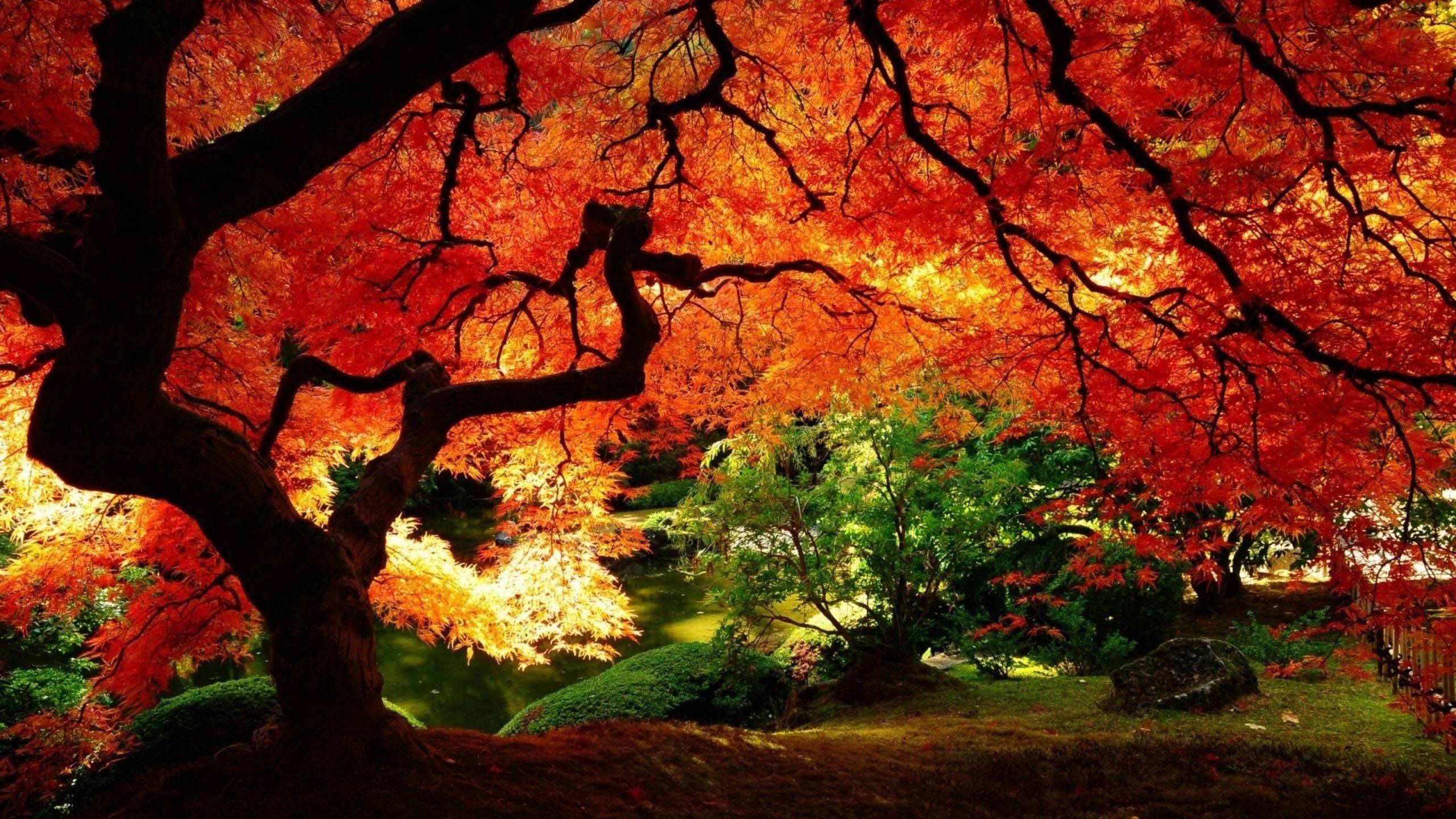 Wallpaper For > Fall Trees Desktop Background