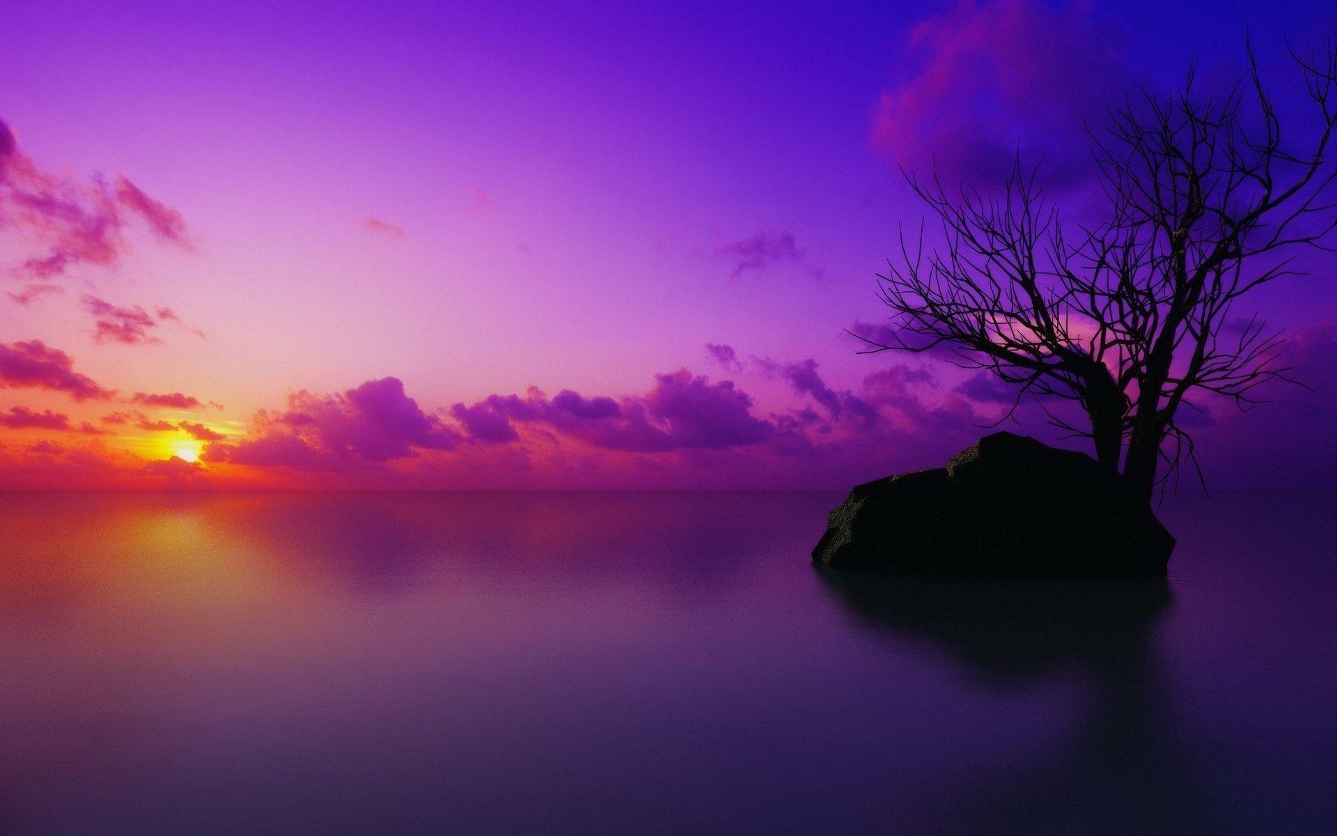 Lone tree in the purple sea Wallpaper #